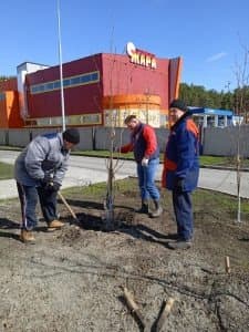 Сотрудники Ледового центра высаживают дерево во время субботника